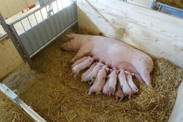 Bio Bodensystem 10 Bio Bodensystem 10